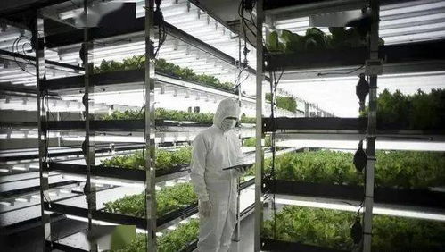 疫情下日本植物工廠效益大幅提升 多家大型植物工廠開始運行