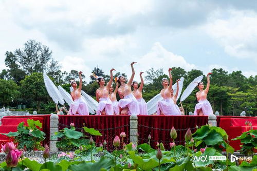 千蓮競放恍若人間仙境,文旅盛會燃起番禺傳統文化之光