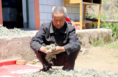 白駝鎮:艾草悠悠艾葉香 譜寫鄉村振興新篇章(圖)