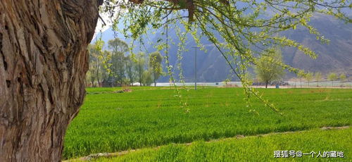 來松巴藏族民俗文化村浪一浪 陽光草地吹吹風