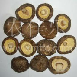 農佳樂香菇加盟 代理 農佳樂香菇加盟 電話 加盟費多少錢