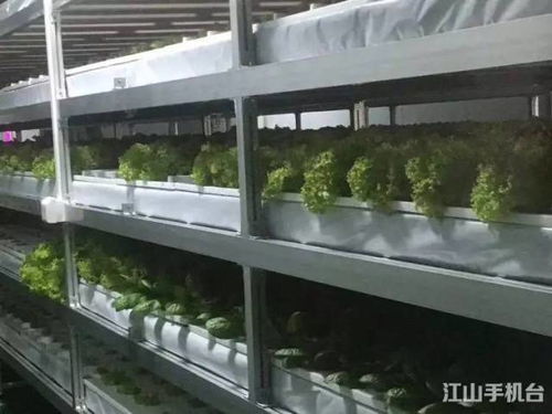 沒有陽(yáng)光土壤也能 種 菜 探秘江山首家植物工廠,里面竟是這樣