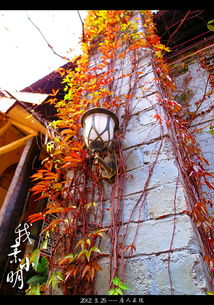 陽(yáng)光燦爛的日子 唐人文化